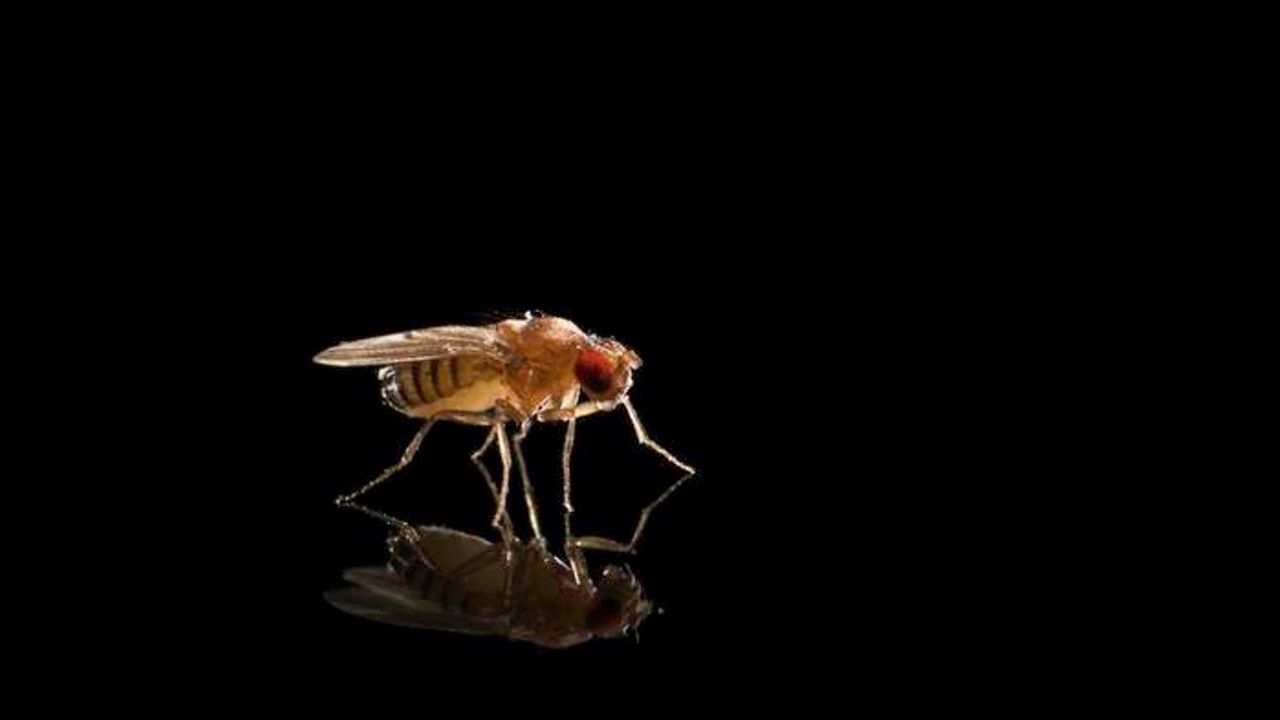 Species Evolve To Fight Off “Parasites” of the Genome