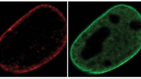 Lamin C Is Important for Keeping a Cell’s Genetic Material Tidy