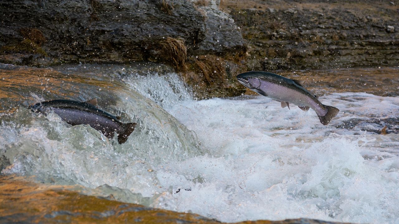 Ancient DNA Confirms 2,000-Year-Old Sustainable Fishing Practices