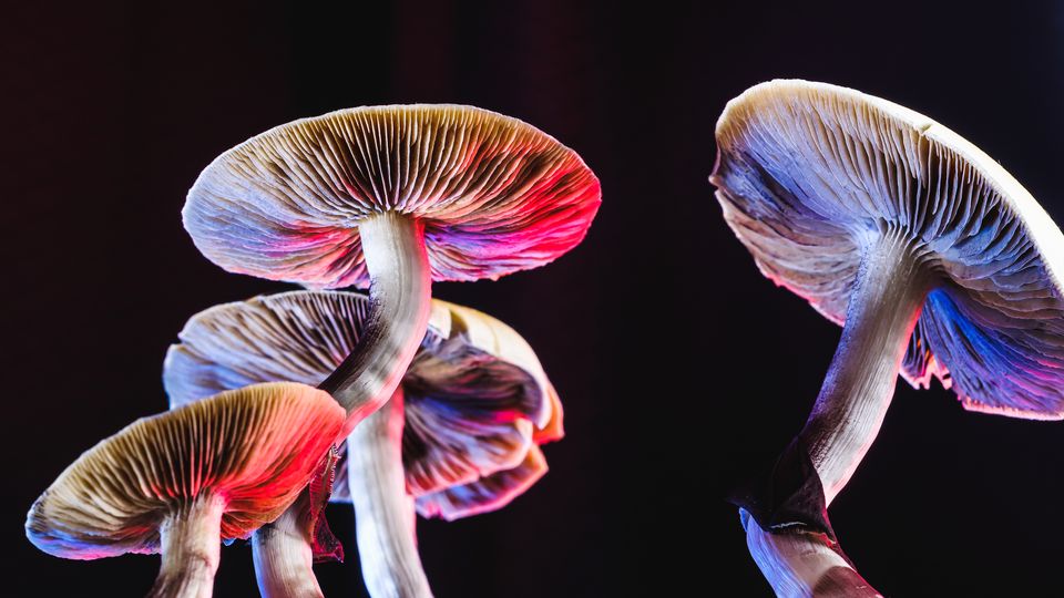 Psychedelics mushrooms under pink and blue lighting.