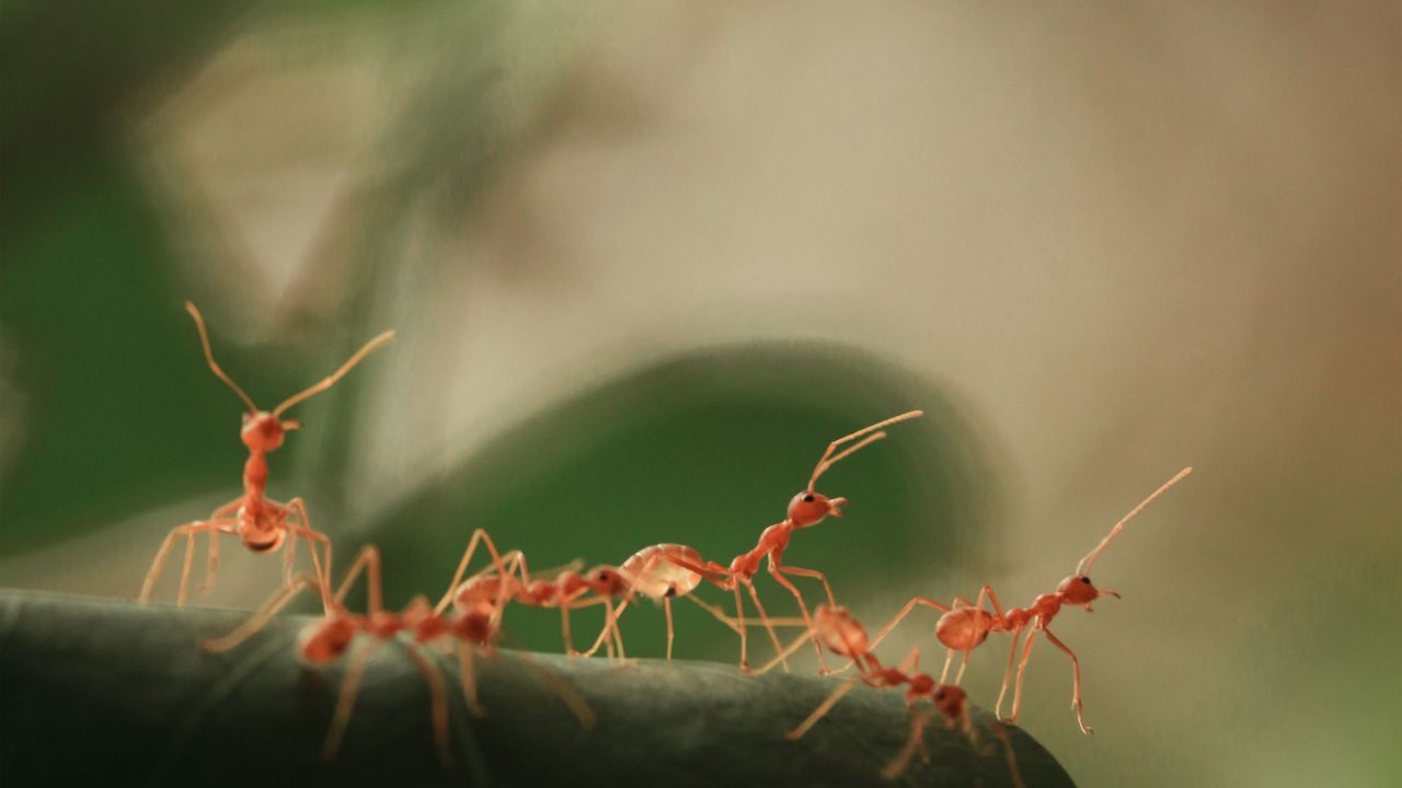 Spit Swapping Helps Ants Share Metabolic Labor