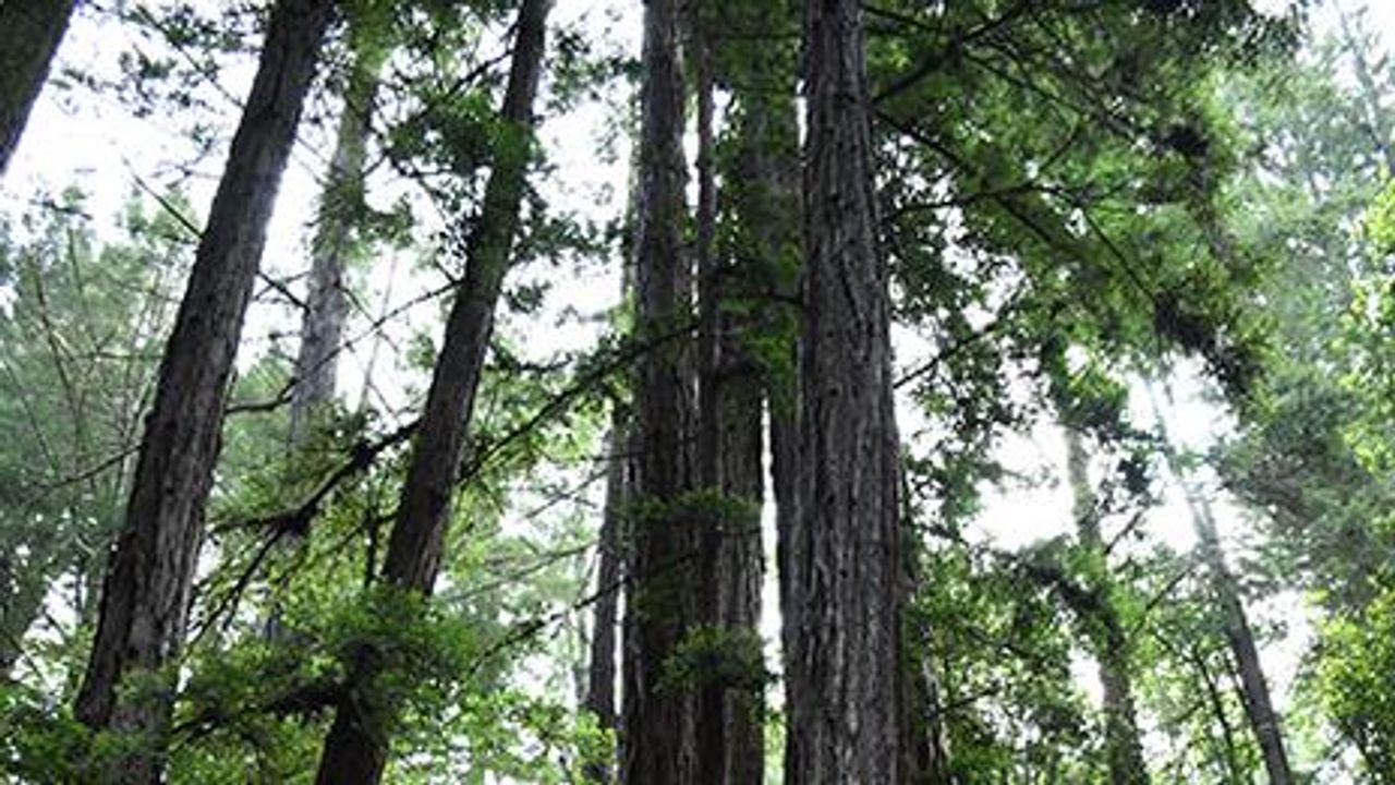 Plant Molecule Used by Native Americans Can Treat Pain and Diarrhea