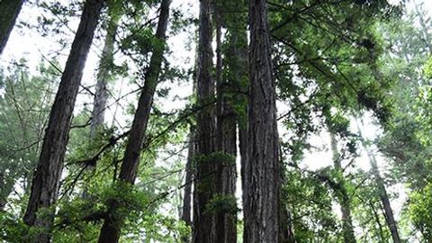 Plant Molecule Used by Native Americans Can Treat Pain and Diarrhea