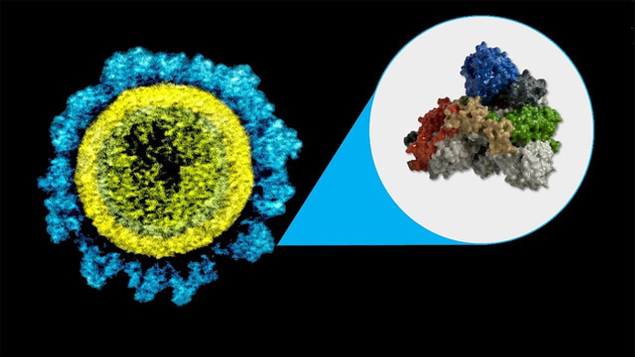 High Number of Immune Cells Found Six Months After COVID-19 Vaccination