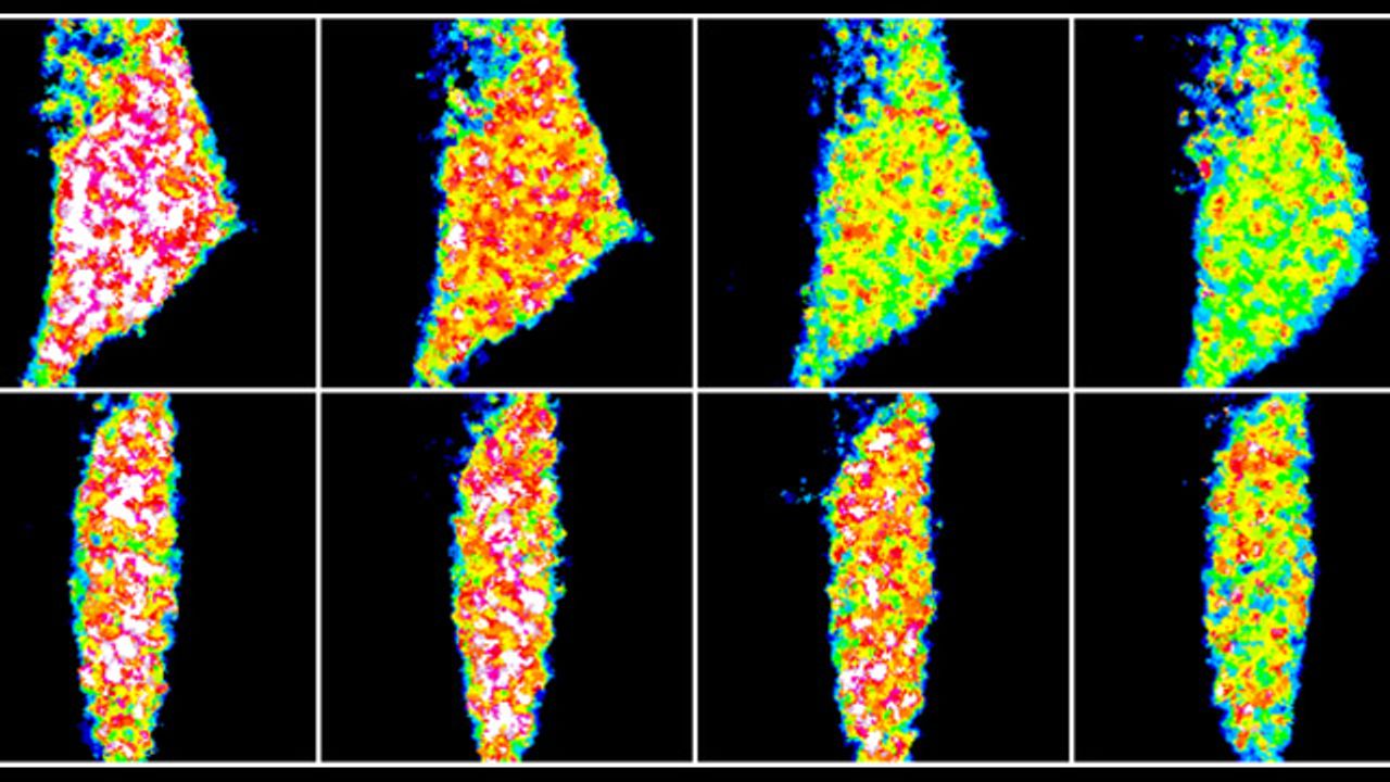 Energy Is Essential To Build (and Destroy) Neural Connections
