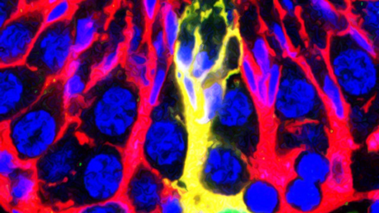 Shedding Light on Sertoli Cell Function