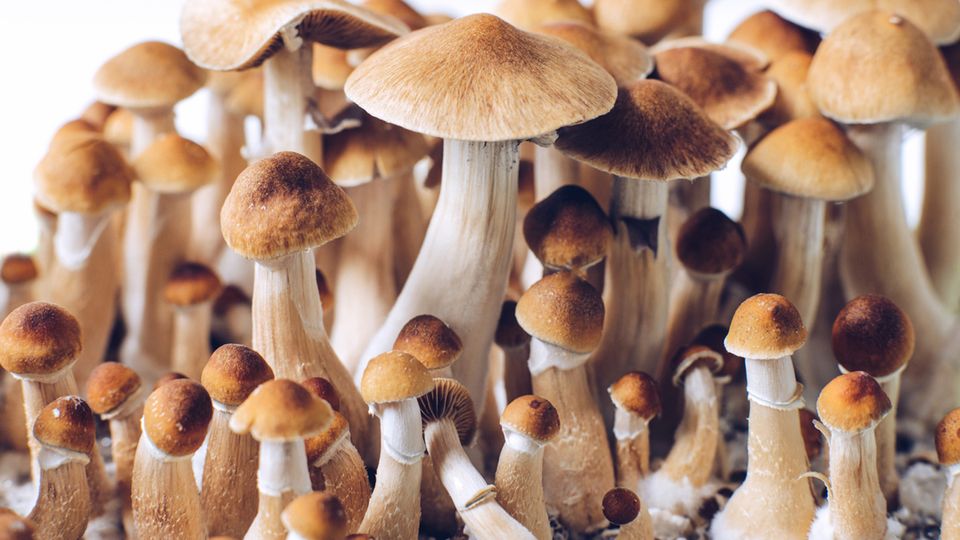 Magic Mushroom Compound Reduces Excessive Drinking in Rat Study  content piece image