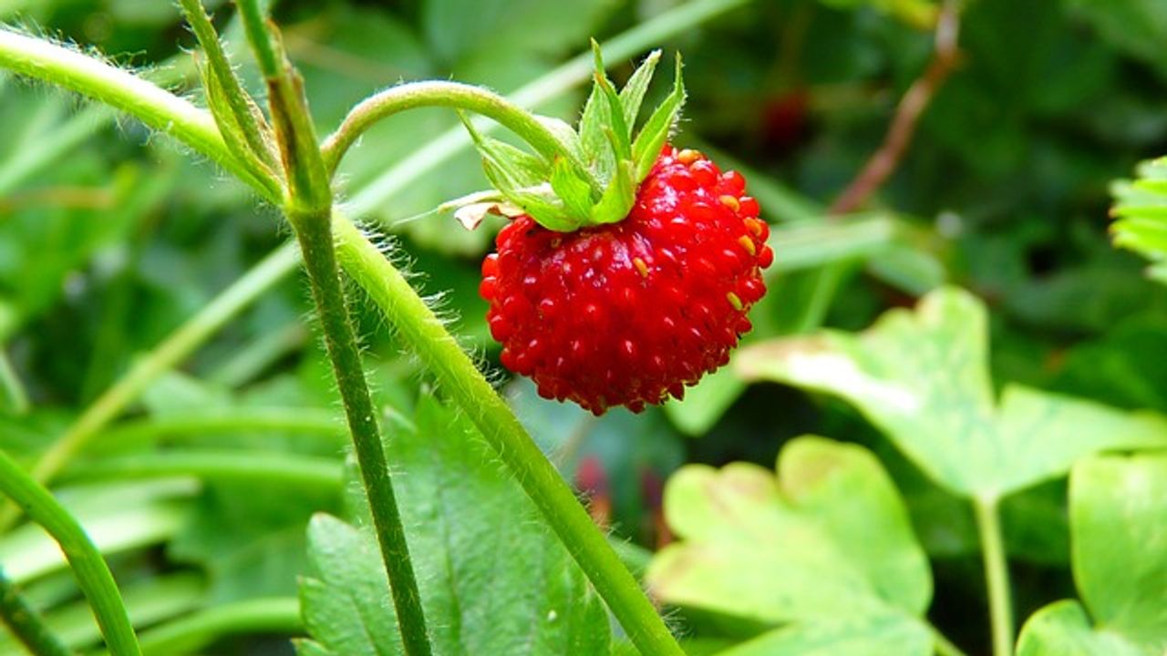 Wild Strawberry Aroma Obtained From an Unlikely Source