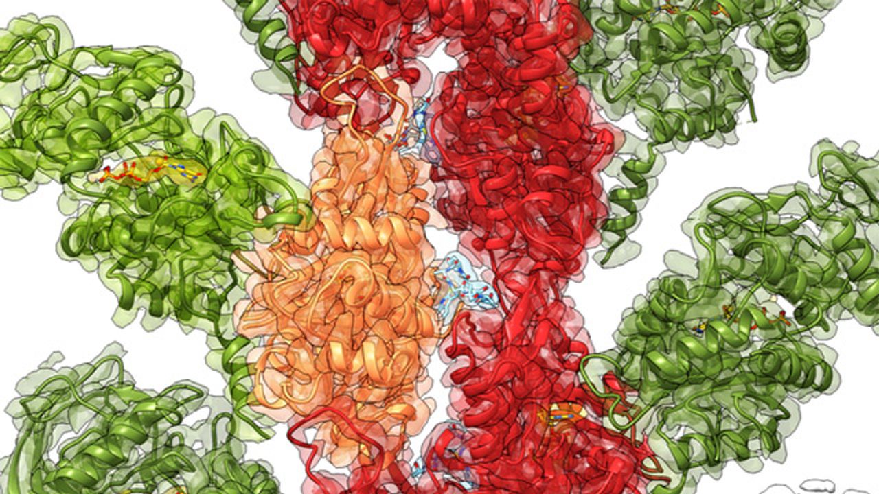 How Pathogens Enhance Their Toxicity in Human Cells