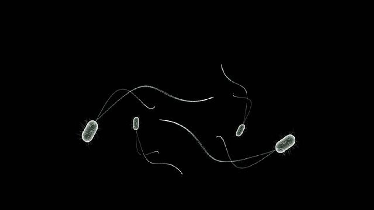 Careful "Menu" Choices Help Microbes Coexist Harmoniously