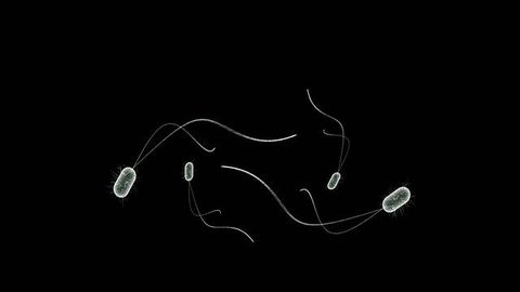 Careful "Menu" Choices Help Microbes Coexist Harmoniously