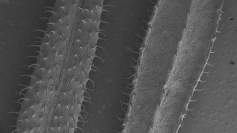First Biodegradable, Plant-Inspired Version of Velcro Created