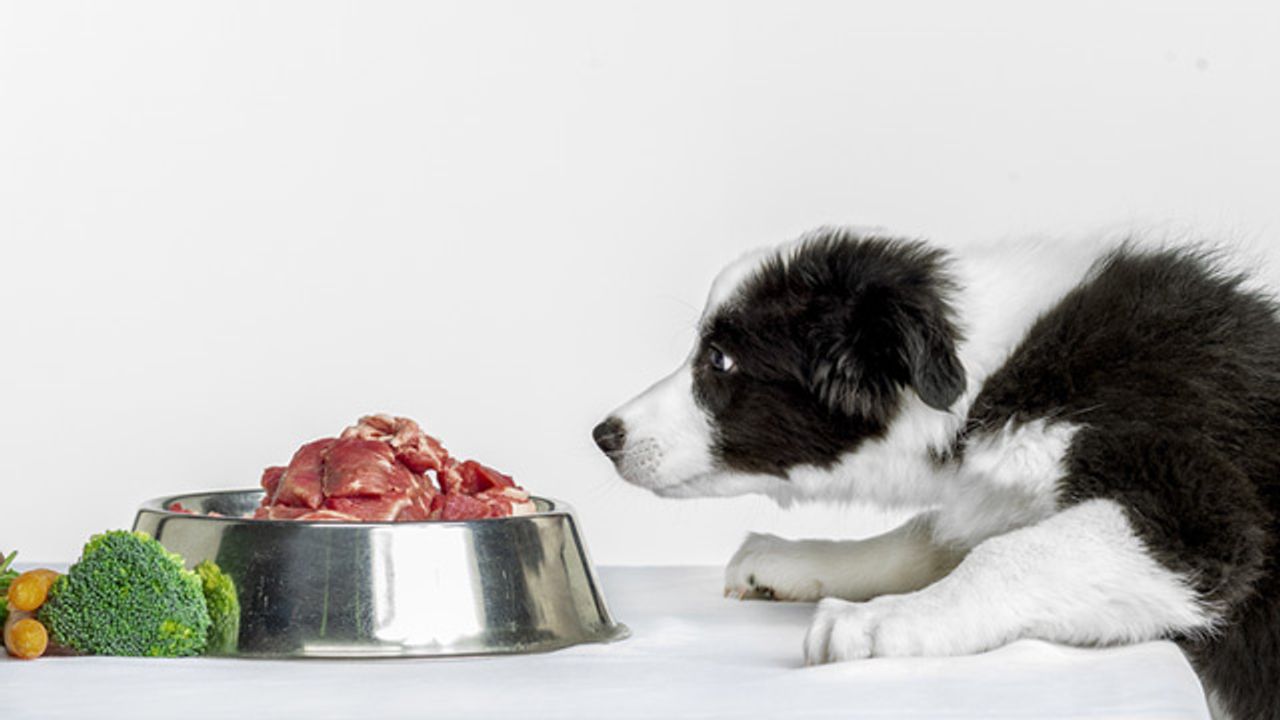 Puppyhood Diet May Impact a Dog's Allergies Later in Life