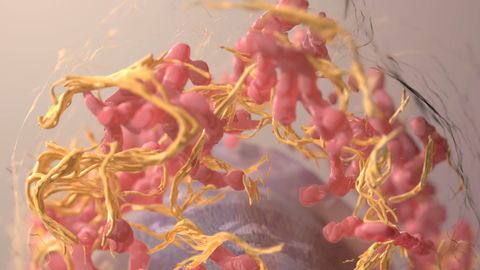 p53 Is Activated During CRISPR-Cas9 Genome Editing
