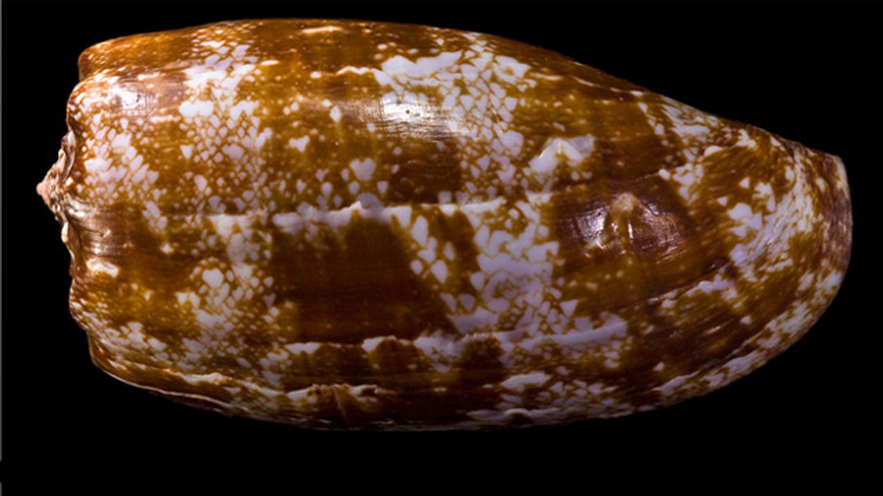 Variants of Cone Snail Venom Could Be Used To Develop Diabetes Treatments