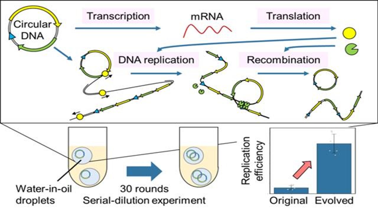 Artificial DNA Can Replicate and Evolve Outside the Cell