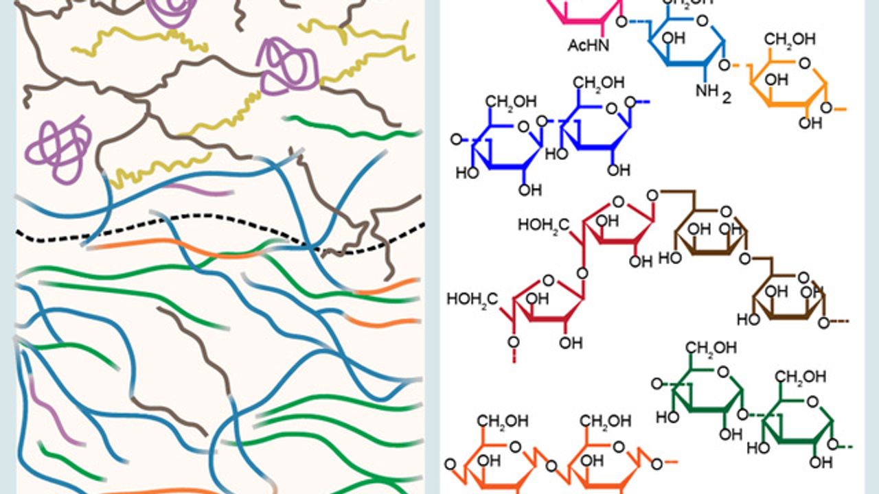 How Pathogenic Fungi Build Their Armor
