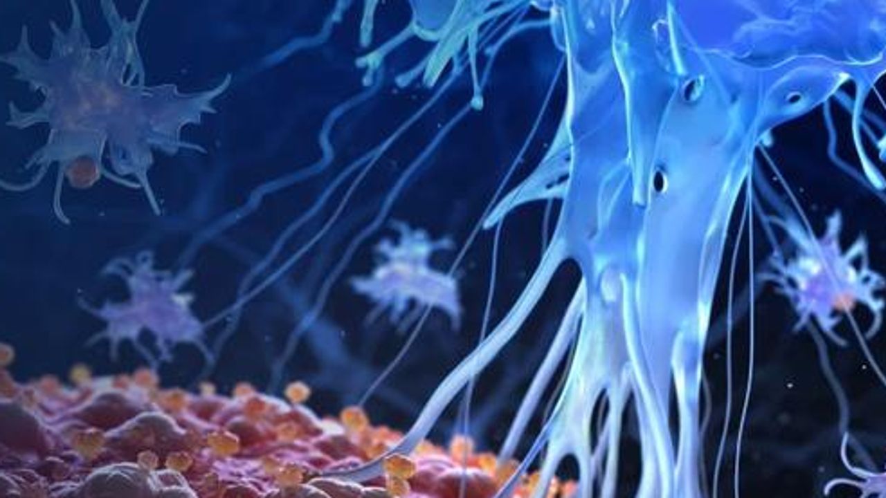 Breaking New Ground in Immunology