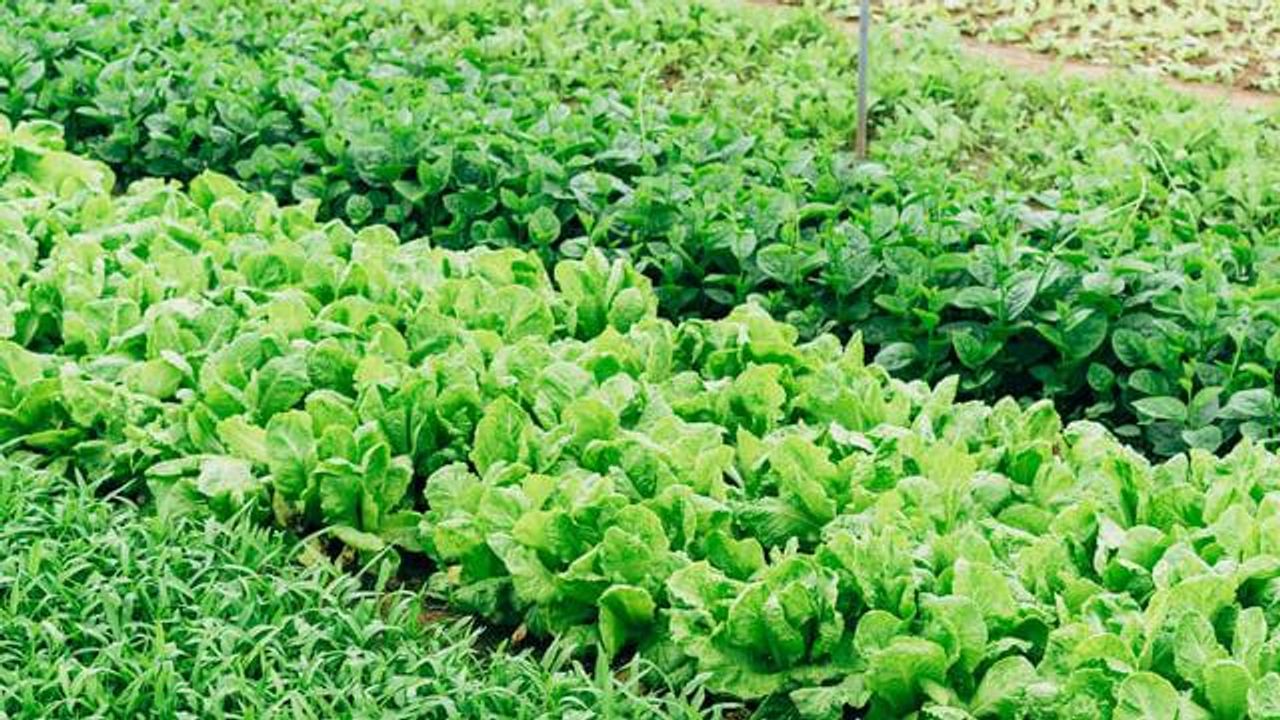 Breeding Plants With Genes From Only One Parent