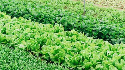 Breeding Plants With Genes From Only One Parent