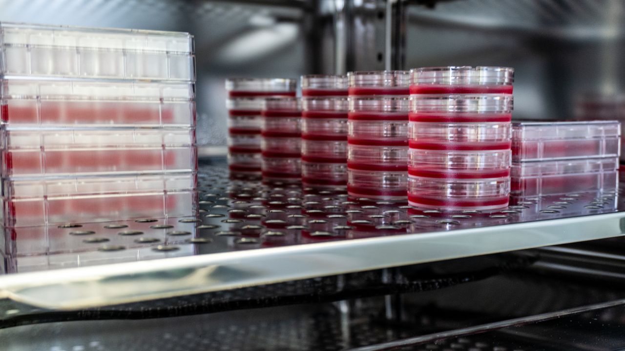 Mycoplasma Contamination: Minimizing Risk To Avoid Cell Culture Complications