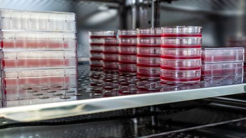 Mycoplasma Contamination: Minimizing Risk To Avoid Cell Culture Complications