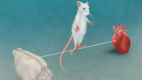 The Brain Uses Signals From the Body To Regulate Fear