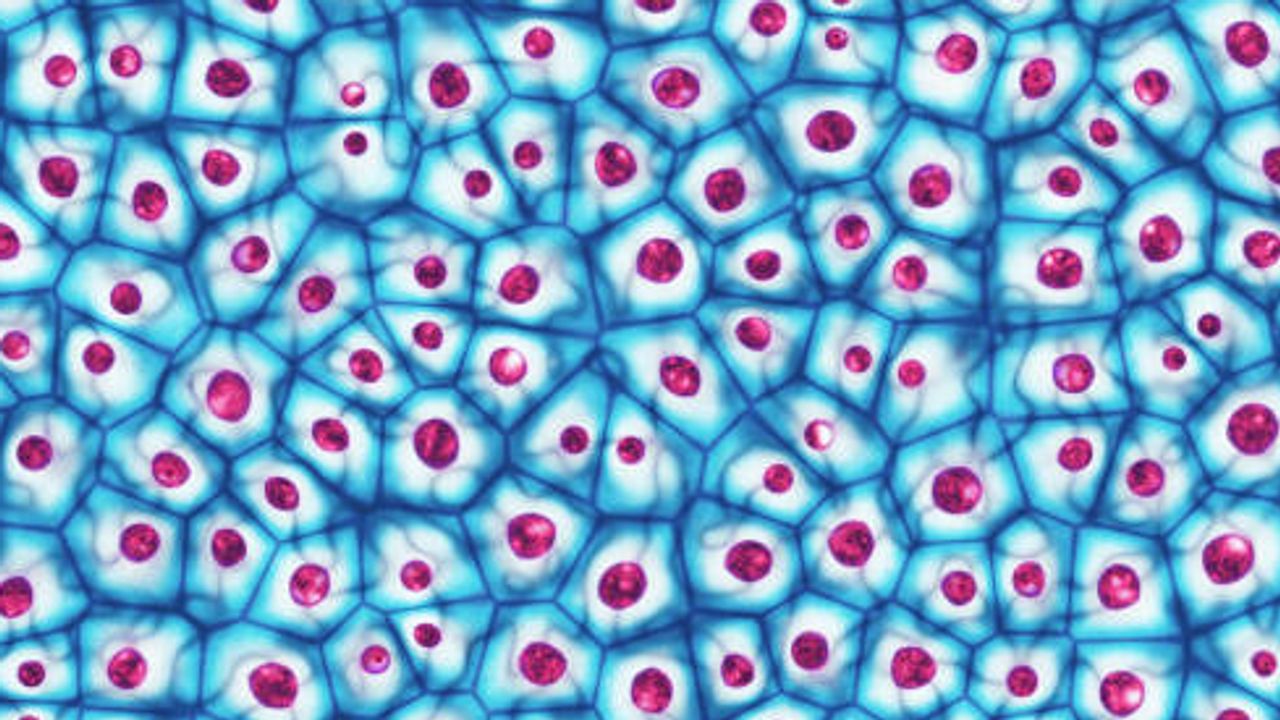 Optimize Cell and Gene Therapies With Single-Cell Multiomics