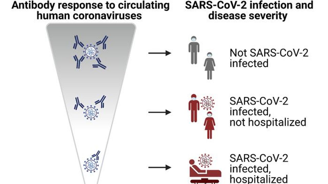 SARS-CoV-2 Immunity Boosted by Exposure to Harmless Coronaviruses