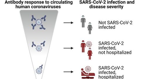 SARS-CoV-2 Immunity Boosted by Exposure to Harmless Coronaviruses