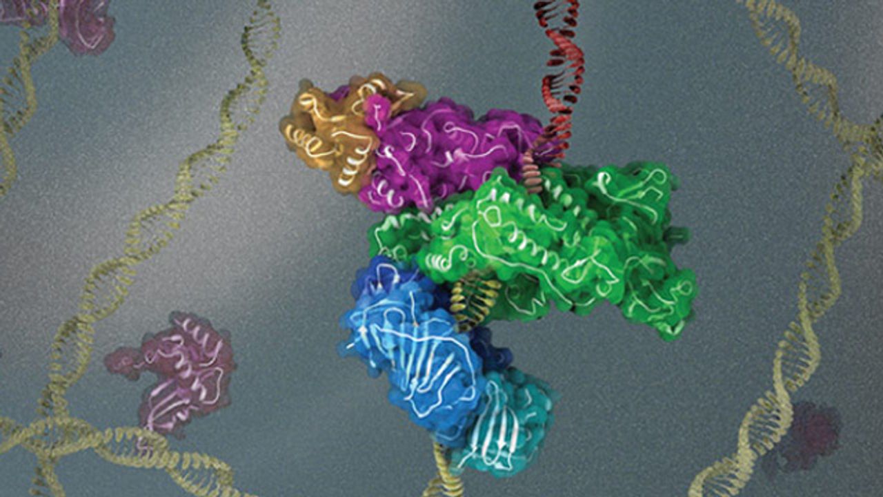Cryo-EM Enables Team To Study How DNA Replication Machinery Assembles
