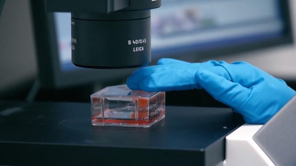 Interaction Qualified Primary Hepatocytes | Lonza Product Overview content piece image