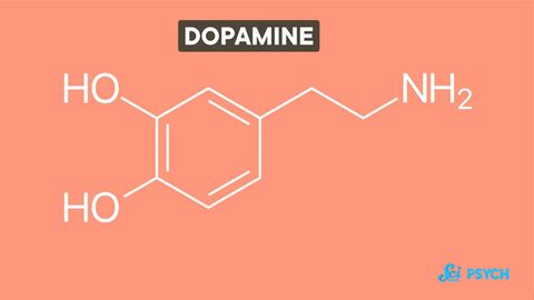 多巴胺不仅仅是一种幸福的化学品