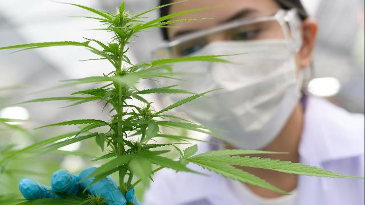 Scientists Discover the Origin of Cannabis’ Distinctive Skunk-Like Odor