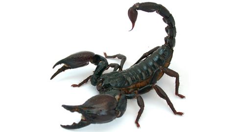 New Non-Lethal Method To Study Scorpion Venom