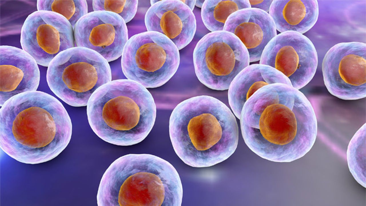 Advances in Cell Models: An Expansive Menu of Choices