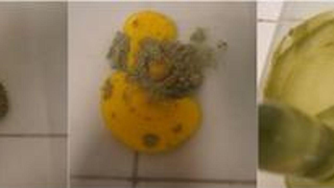 Tempera Painting Investigated at the Molecular Level