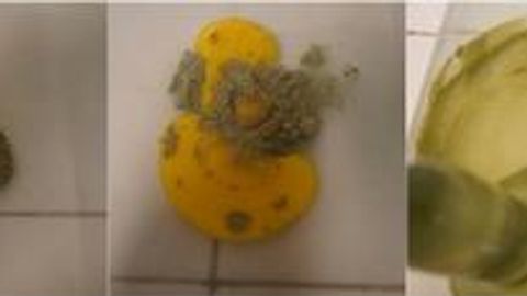 Tempera Painting Investigated at the Molecular Level
