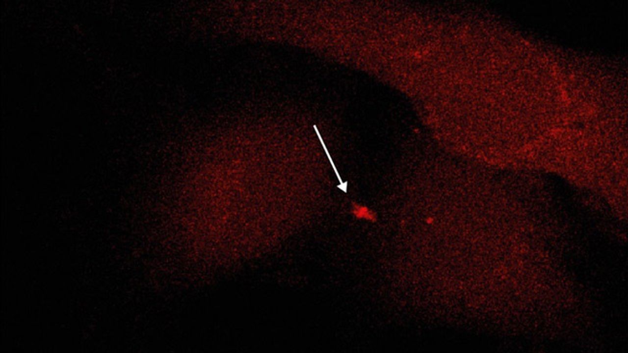 How Do Cells Control the "Final Cut” During Cell Division?