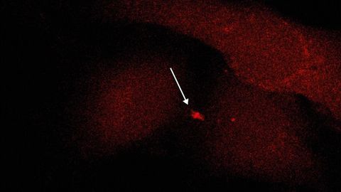 How Do Cells Control the "Final Cut” During Cell Division?