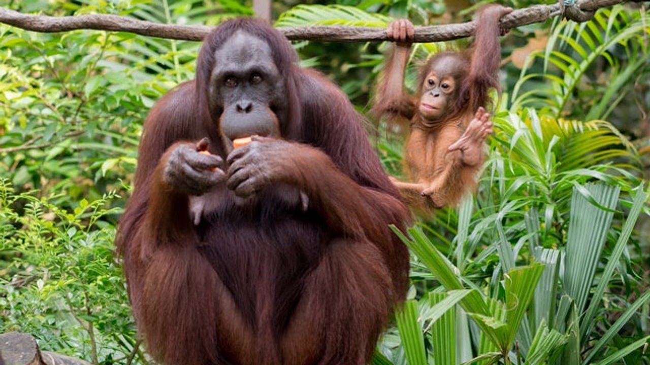 Reducing Disease Transmission Risk Between Humans and Animals Requires a Robust Approach