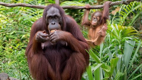 Reducing Disease Transmission Risk Between Humans and Animals Requires a Robust Approach