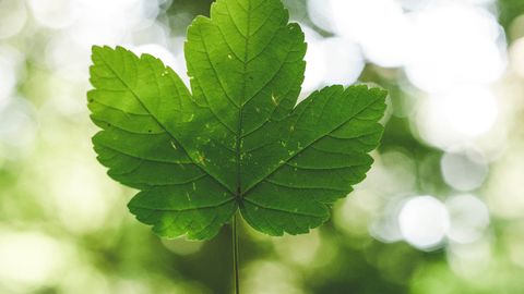 Realizing the Potential of CRISPR-Cas Technology To Mitigate Climate Change