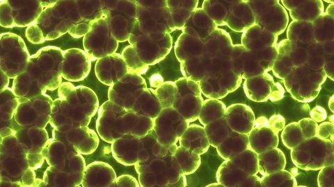 Predicting Microbial Growth Amid Climate Change