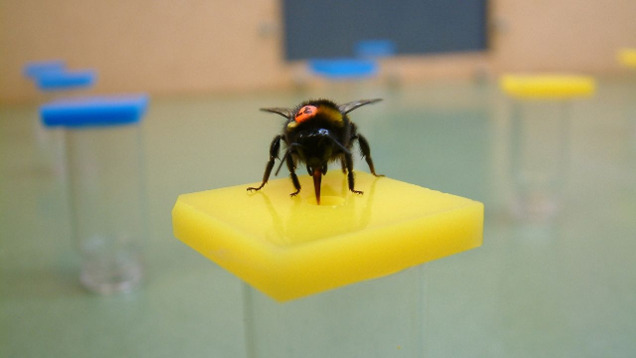 Gut Bacteria Found To Improve Memory in Bees