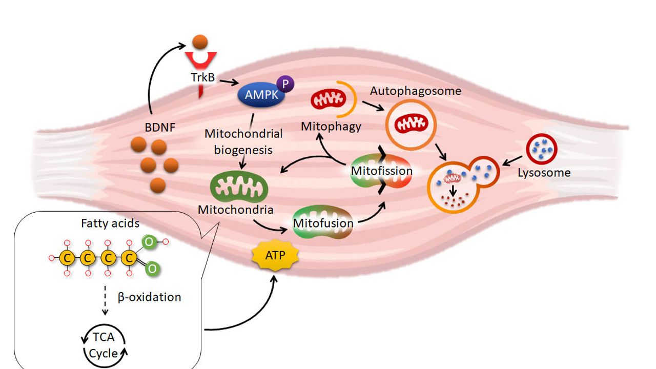 How Obesity Damages the Skeletal Muscle Metabolism