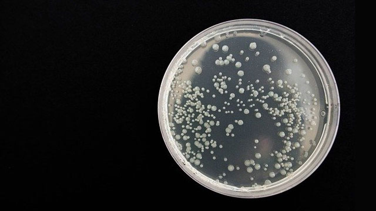 Insight Into How Bacteria Acquire Drug Resistance