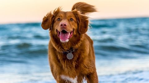 Comparing Human and Canine Oral Tumors Could Speed Up New Therapies