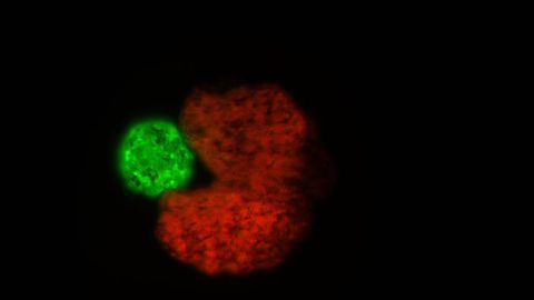 Scientists Create Xenobots That Can Reproduce
