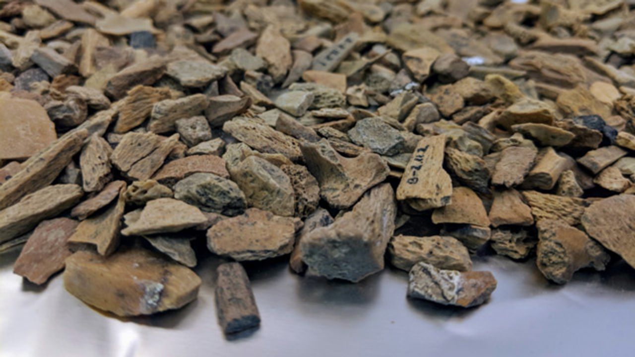 Molecular Analysis Reveals Oldest Denisovan Fossils Yet Found